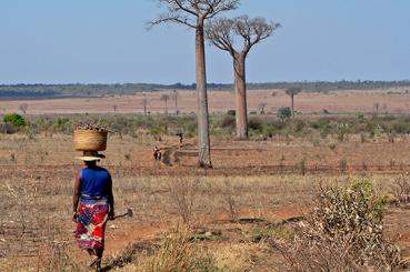 Farmer with baobab trees in Madagascar