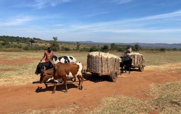 Farmer hauling corn with cows in Tanzania