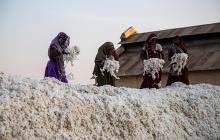 Cotton famers in India