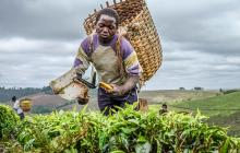 Tea farmer in Tanzania