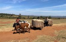 Farmer hauling corn with cows in Tanzania
